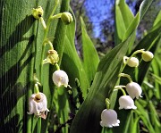 06 Convallaria maialis (Mughetto)